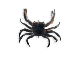 Chasebaits Crusty Crab 50 Lures -Coastal Fishing Tackle Muddie 7fe86e6f 8fa1 4c19 9e4c b43b8db525c3