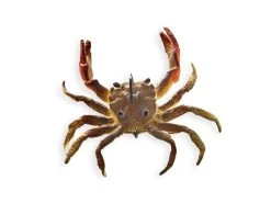 Chasebaits Crusty Crab 50 Lures -Coastal Fishing Tackle Sandcrab c3c3d7d7 e063 4c9c 8642 ec1f6f8b8f81