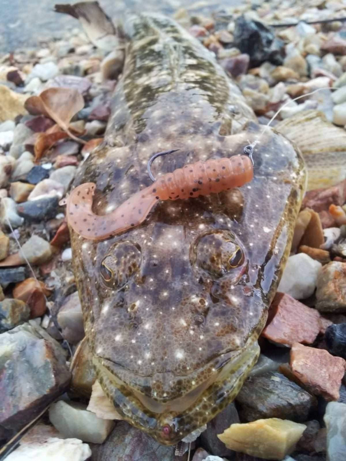 TT Tournament HWS Jigheads 3 TT Tournament HWS Jigheads - Image 3