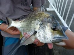 TT Tournament HWS Jigheads 7 TT Tournament HWS Jigheads -Coastal Fishing Tackle TT 2 Freddys 86b975d7 3ed5 43a8 82f9 db255e11f87b